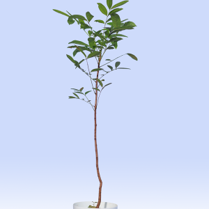 MAHOGANY